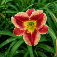 Lone Star Hot Lips AHS image