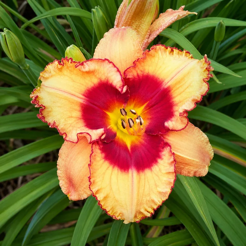 Mystery Meat daylily bloom