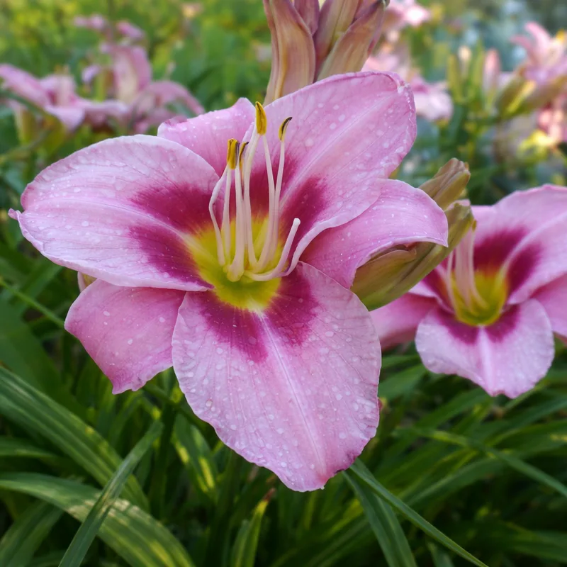 Chicago Heirloom