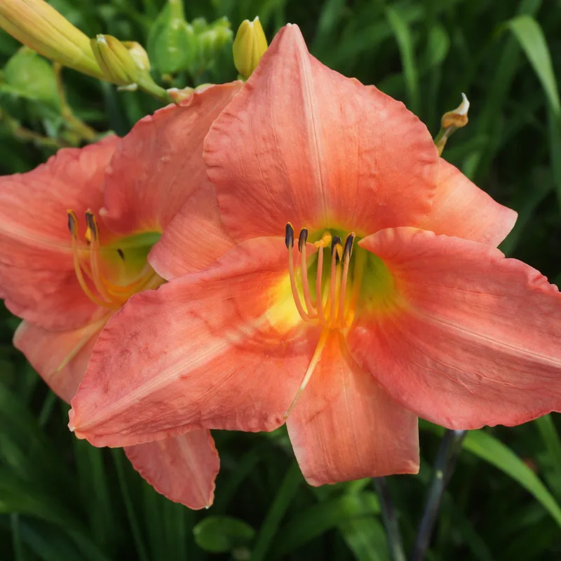 Chicago Peach AHS image