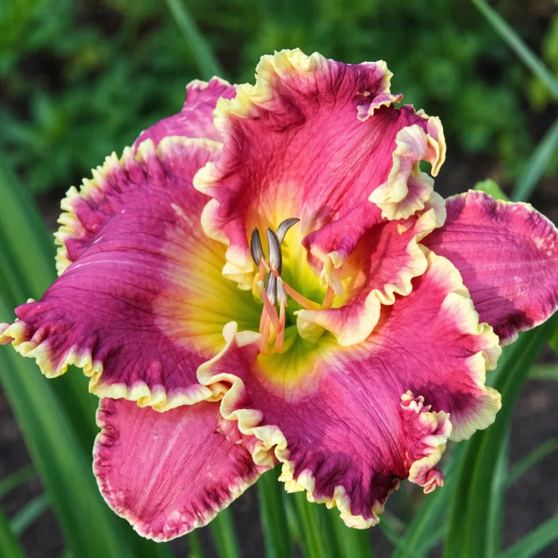 Southern by Chance daylily bloom