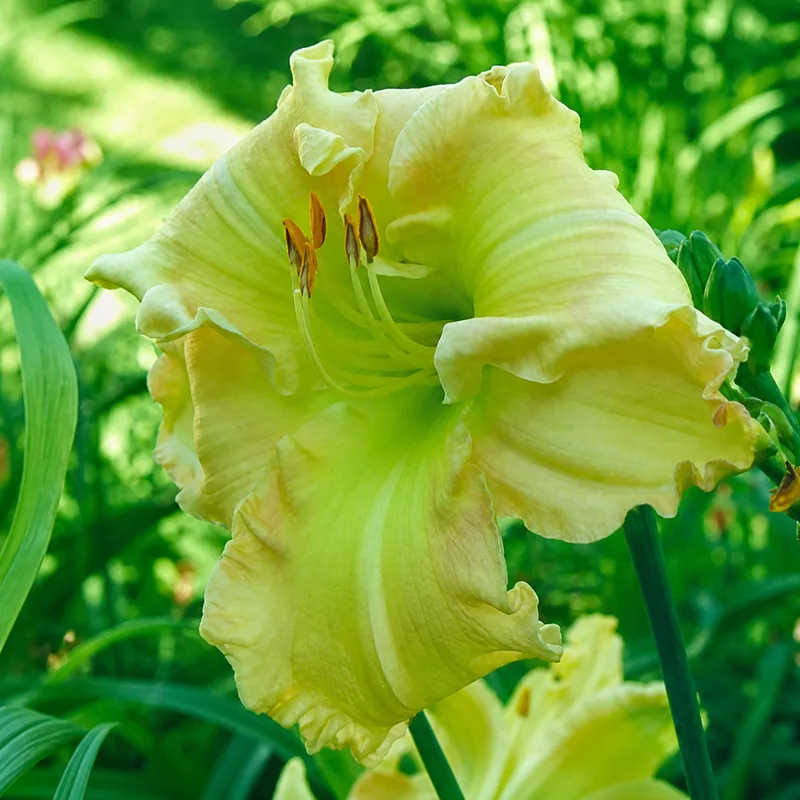 Garden Kiss Angel