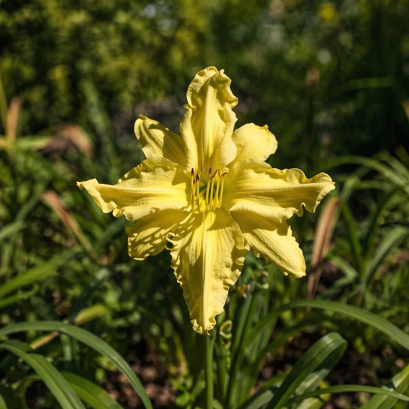 Dolly Poly daylily bloom