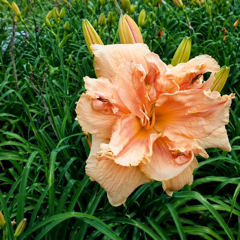 Bashful Blush