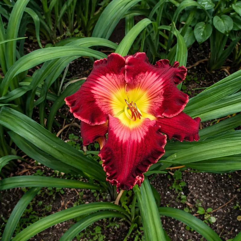 Not Guilty daylily bloom