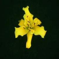 Topguns Lemon Wiggler AHS image