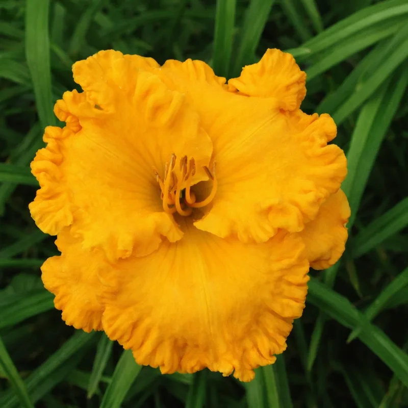 California Gold Rush daylily bloom
