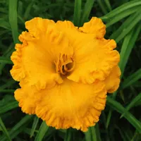 California Gold Rush AHS image