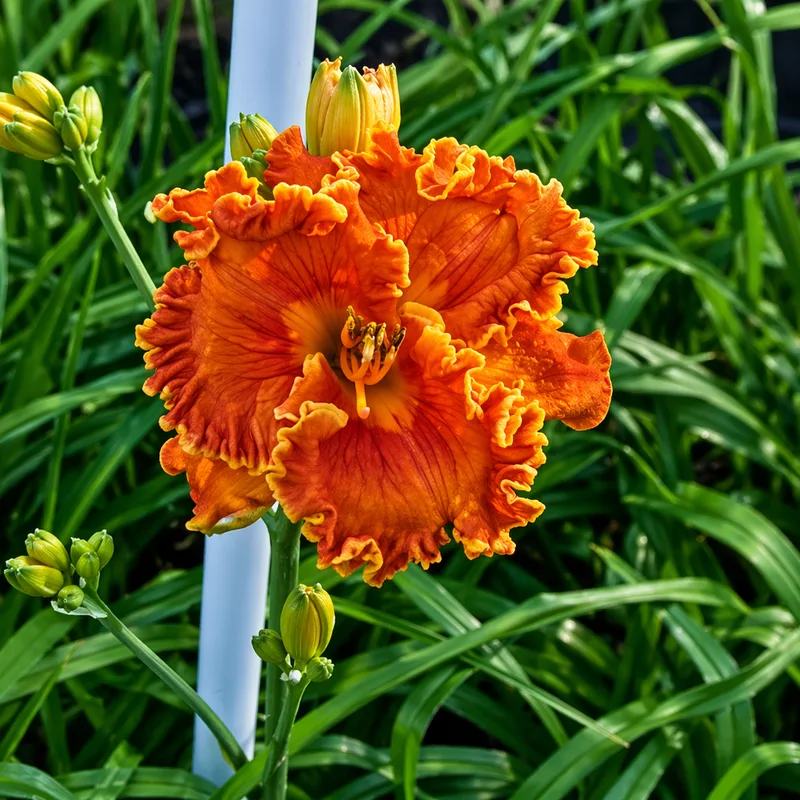 Sun Scream daylily bloom