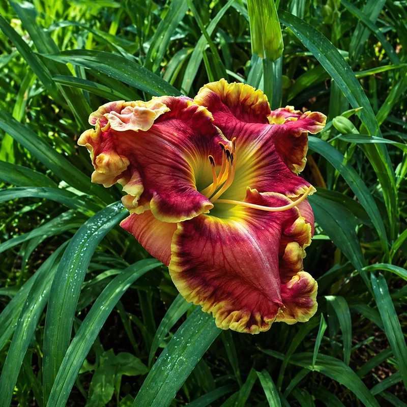 Imperial Majesty AHS image