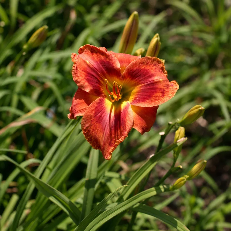 A Splash of Summer