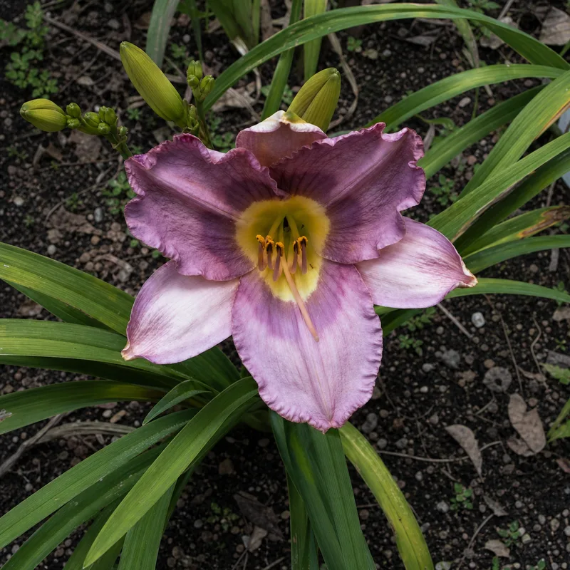 Chinese Temple Flower