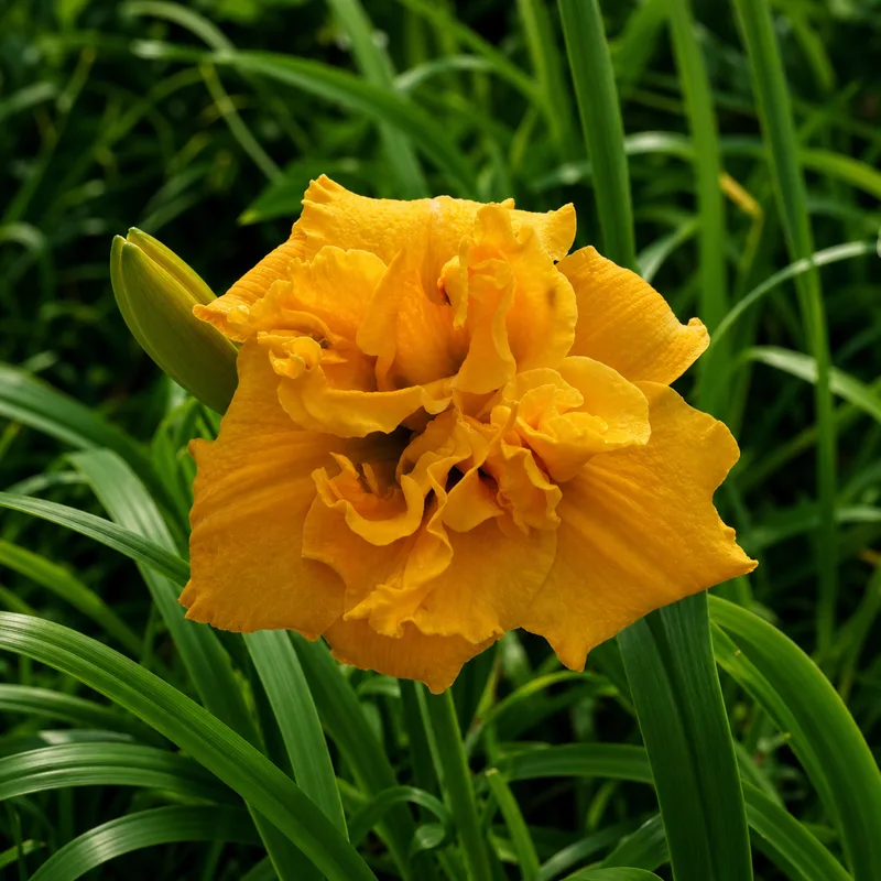 Cheddar Explosion