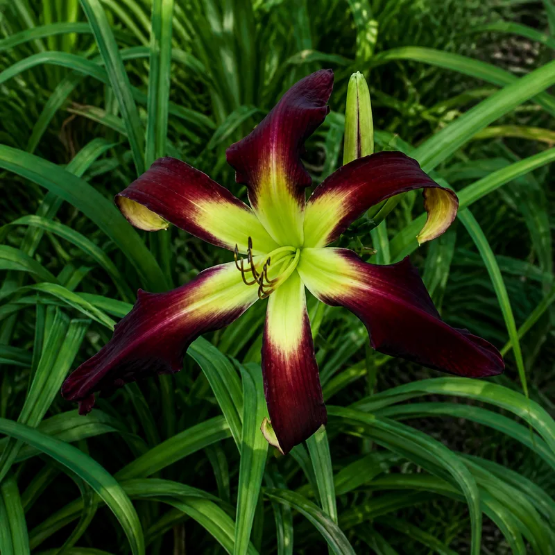 Webster's Purple Wonder