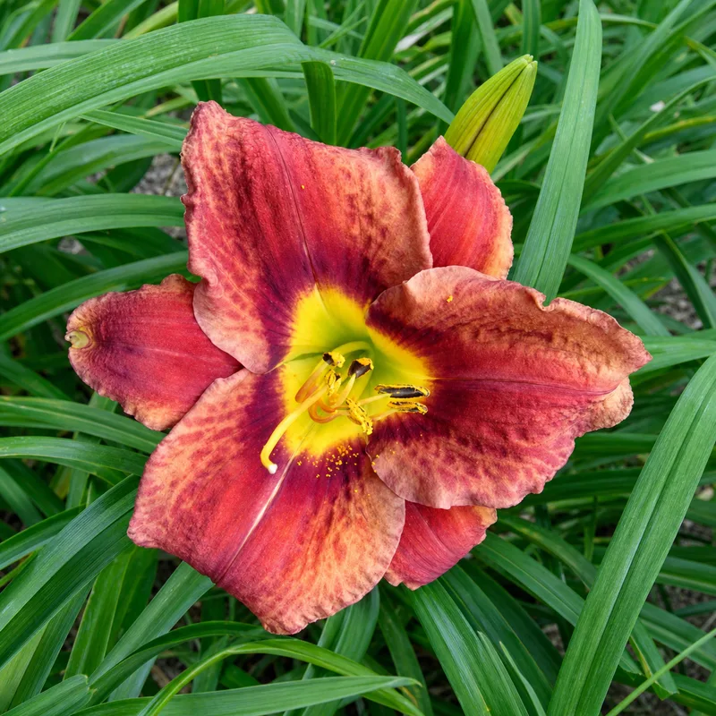 Chocolate Dude