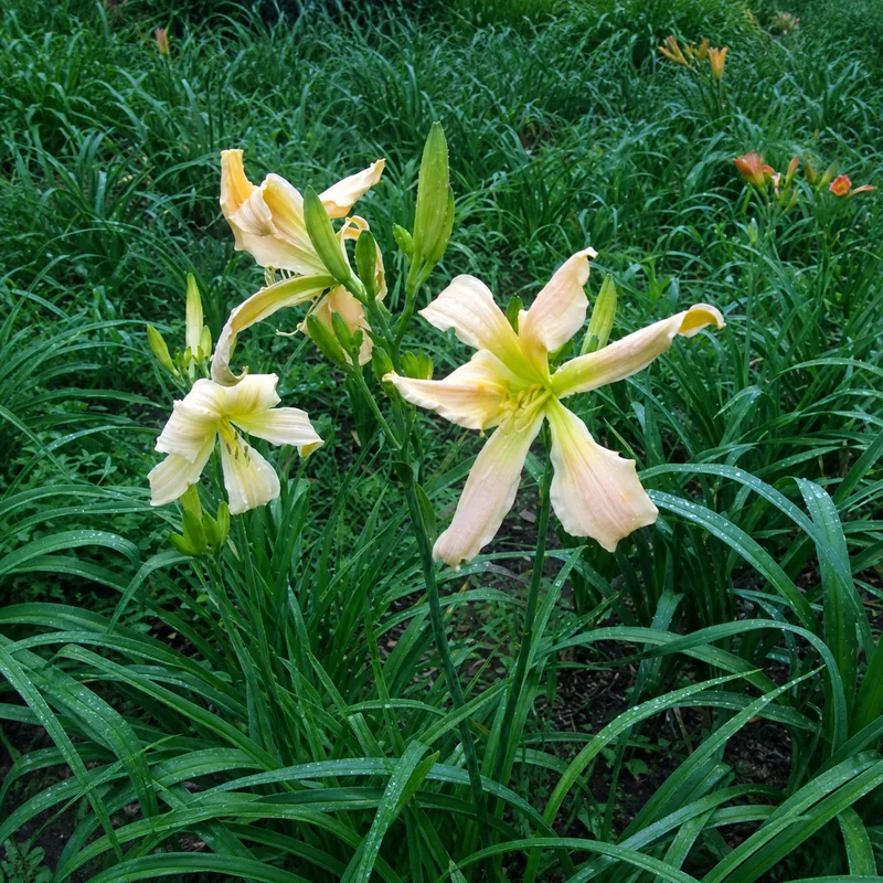 Mayo