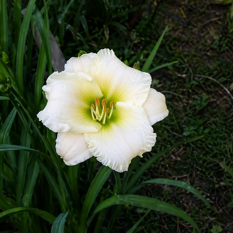 Accentuate the Green