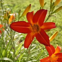 All Rolling Oaks Daylilies catalog image