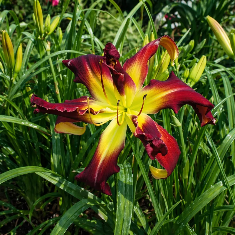 Webster's Double Wonder