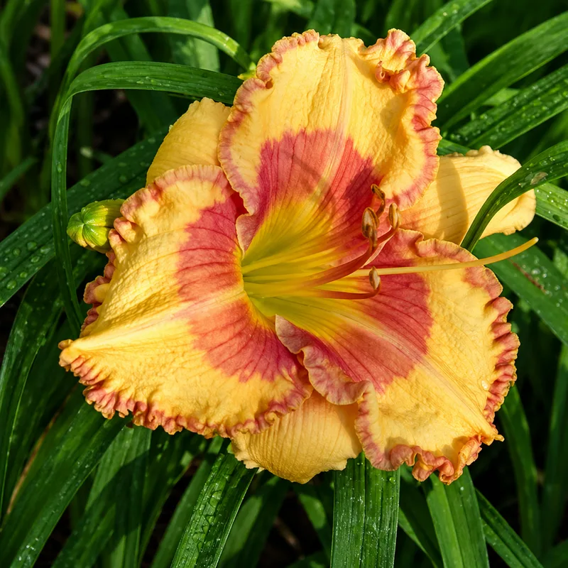 Apricot Beauty