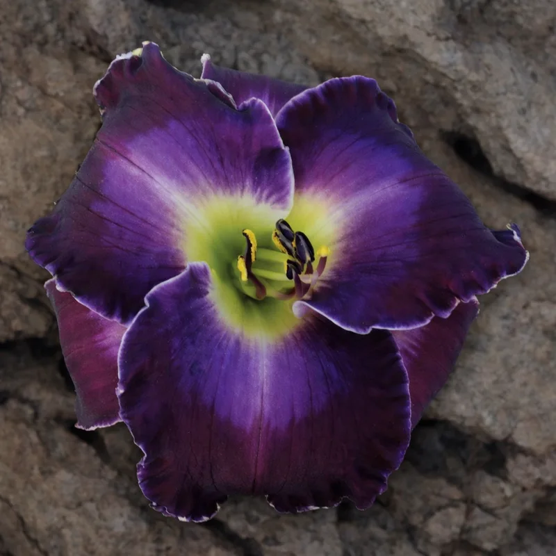 Elizabeth Peacock AHS image
