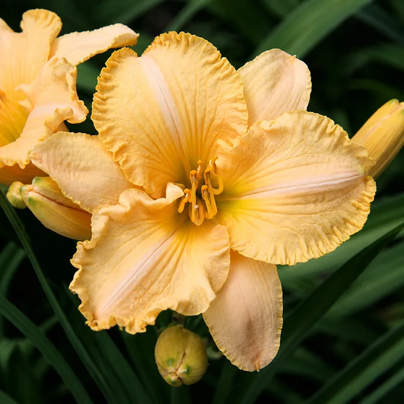 Harvest Moonglow