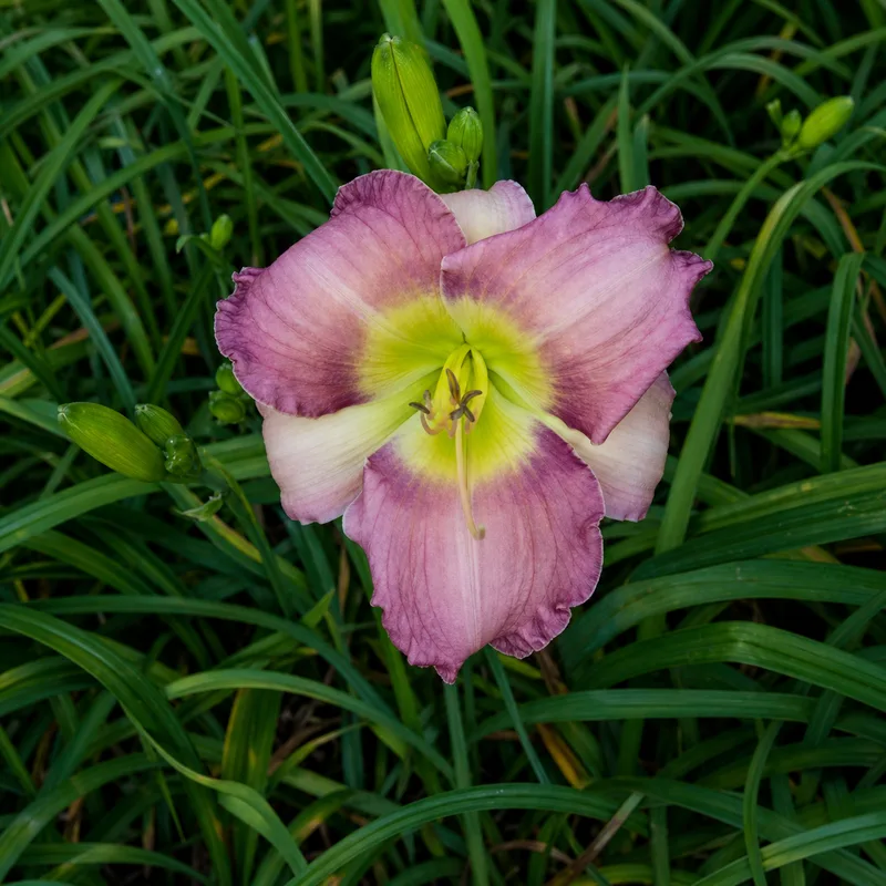 Adamah's Orchid Dreams