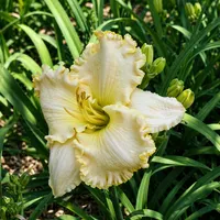 Southern Classic AHS image