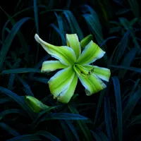 Green Ribbons AHS image