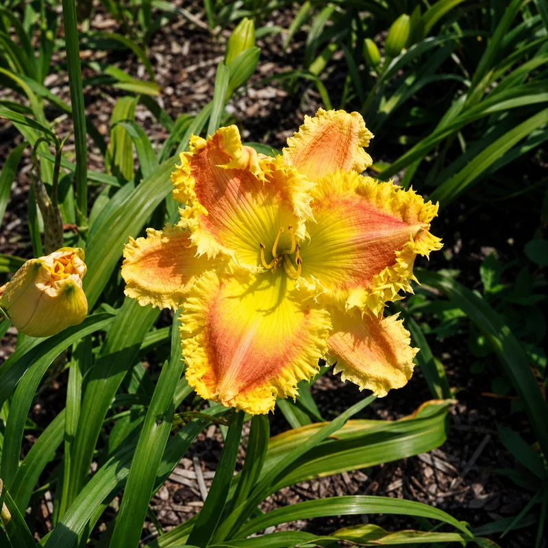 Bites Like a Thousand Teeth daylily bloom