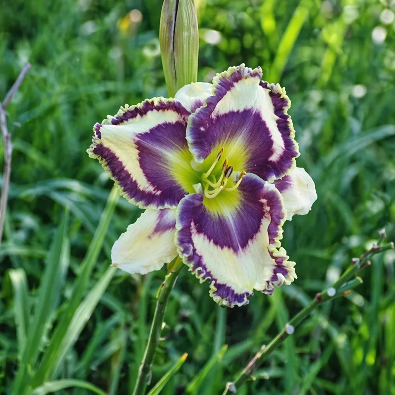 Mark's Choice daylily bloom