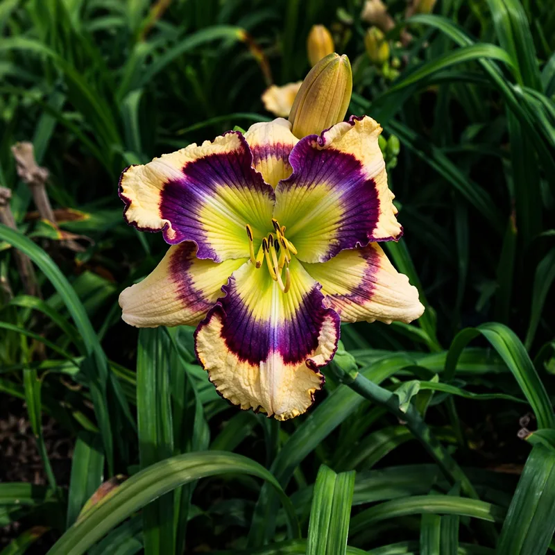 Kiss of Paradise daylily bloom