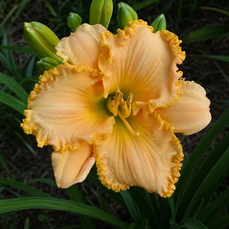 Carole Ash