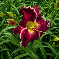 Black Cherry Magnum AHS image