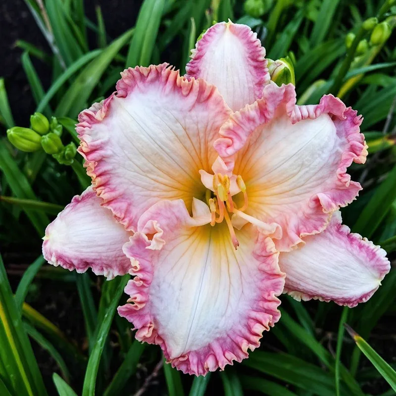 Snow Prince daylily bloom