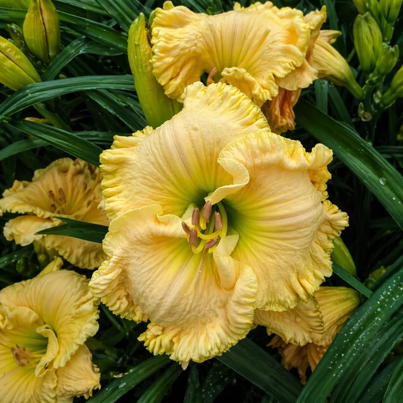 Pleated Petticoats AHS image