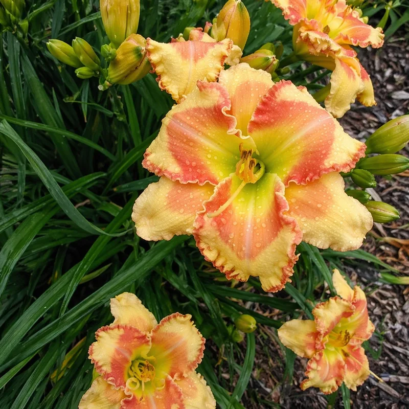 Song of Deliverance daylily bloom