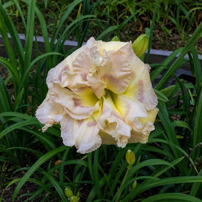 A Flower for the Bride