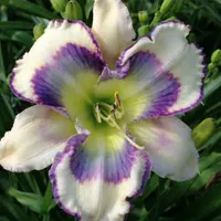 Tessa Ann AHS image