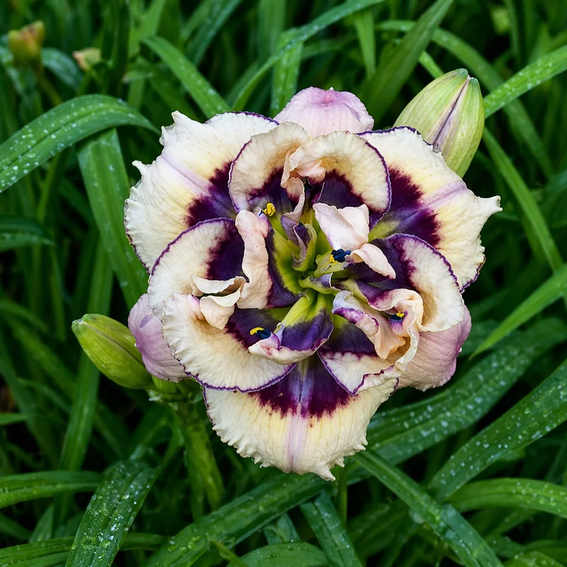 Baby's Got Blue Eyes daylily bloom