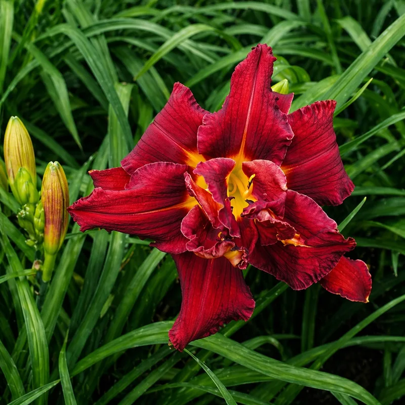 Double Red Firebird AHS image