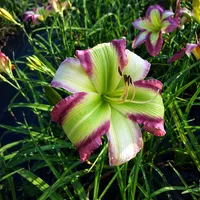 Star of Kryptonite AHS image