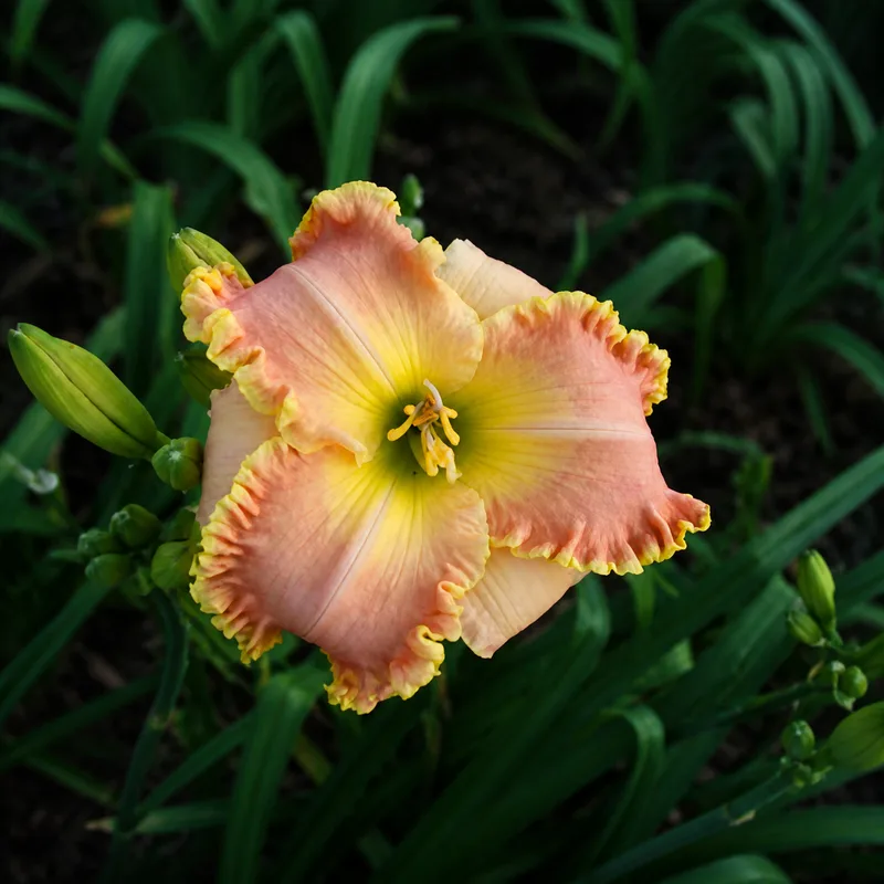 Sun Kissed Ruffles