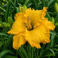 Spacecoast Cheddar Fang AHS image