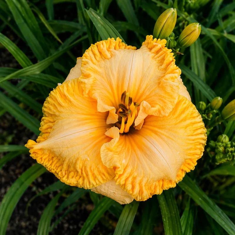 Spacecoast Cheese Whiz daylily bloom