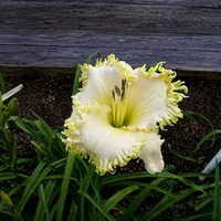 Buddy's Toothy AHS image