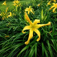 Buddy's Yellow Bird AHS image