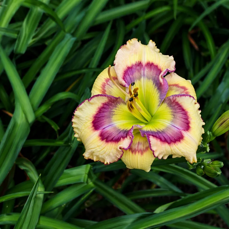 Butterfly Shores daylily bloom