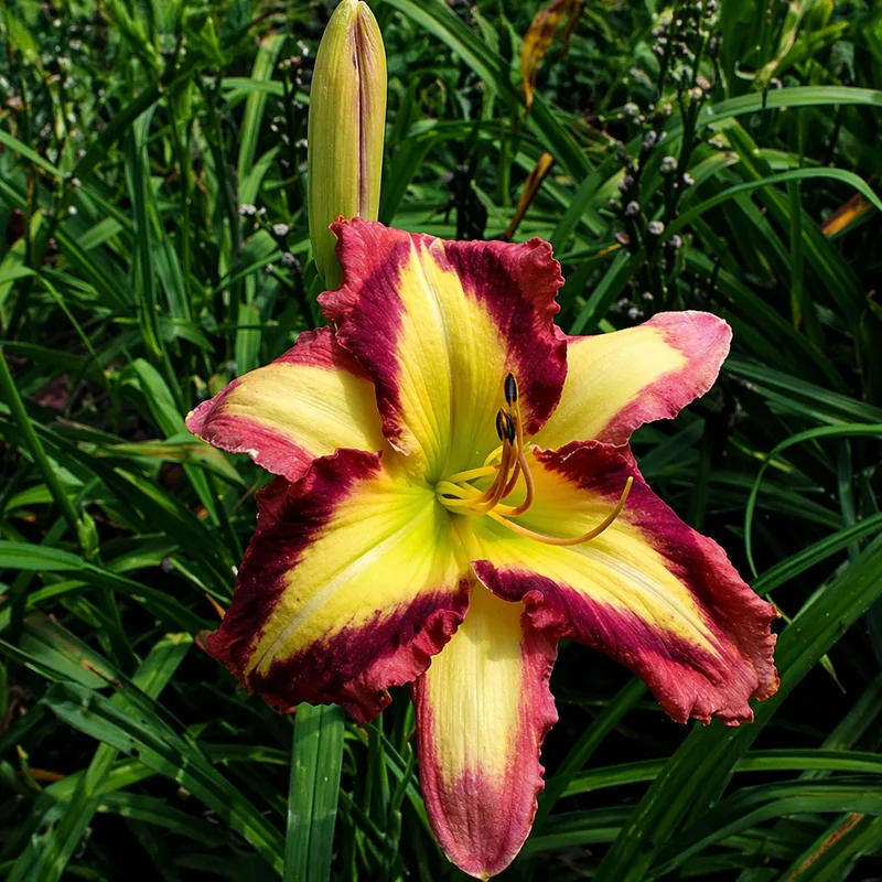 Appliqué Prism daylily bloom
