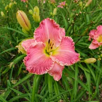 Blushing Escapade AHS image